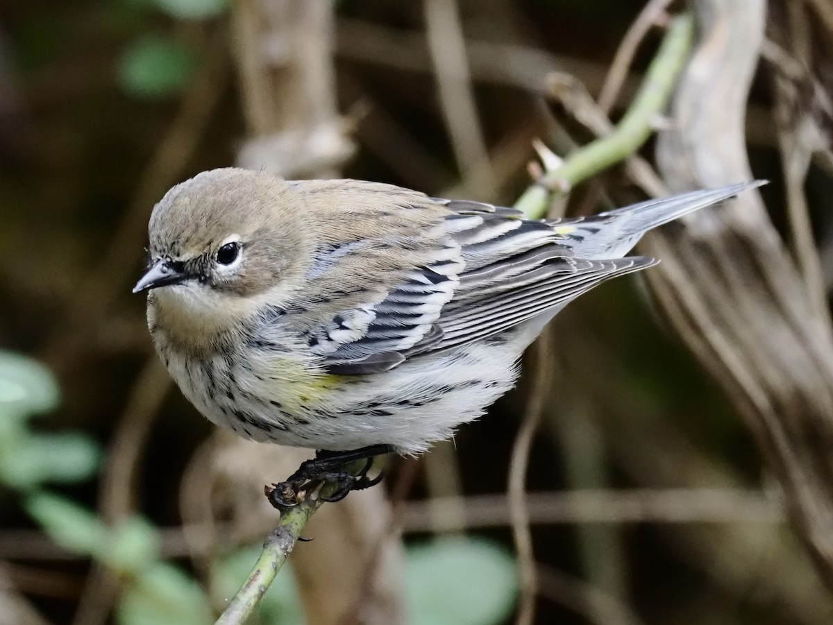 キヅタアメリカムシクイ - ML646133288