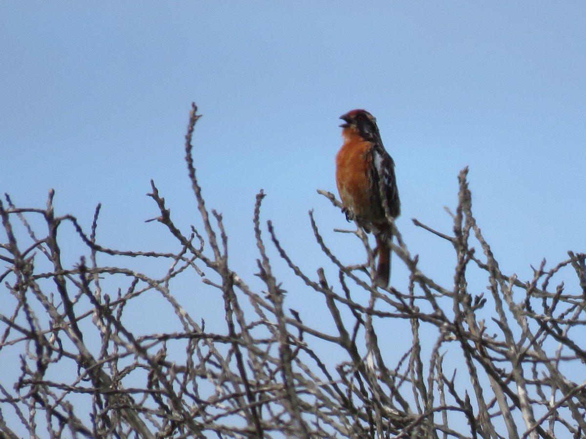 Rufous-tailed Plantcutter - ML646133289