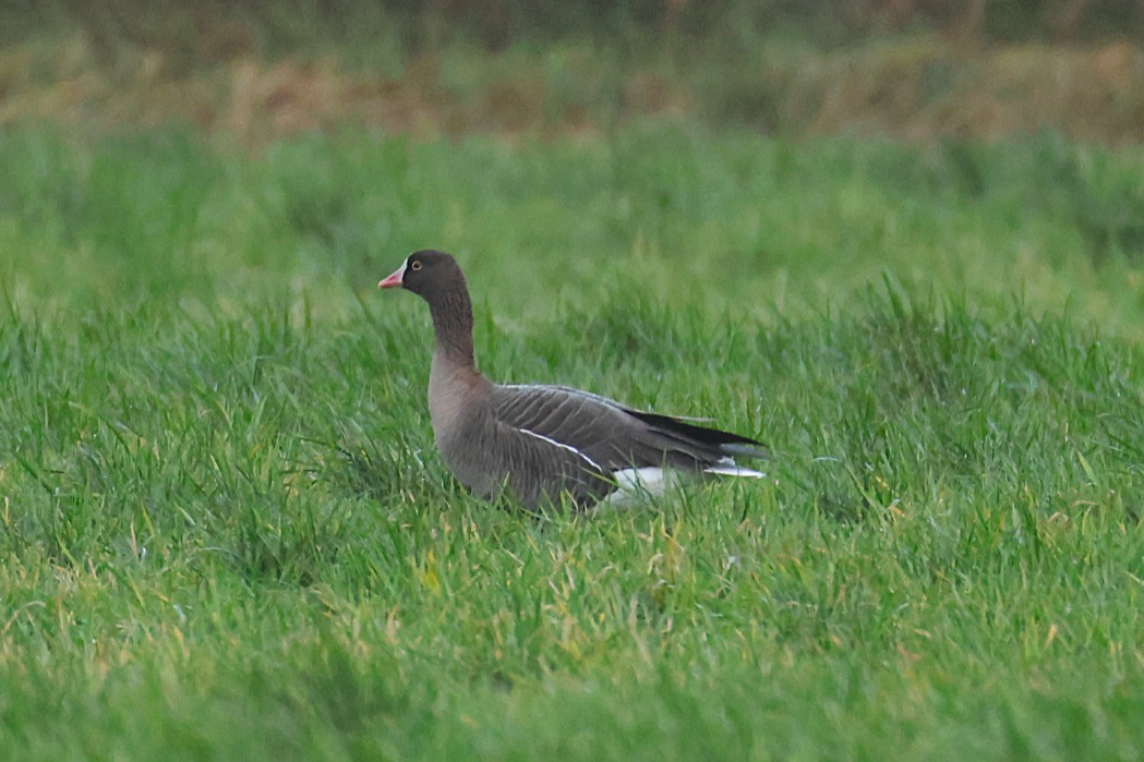 אווז קטן - ML646133297