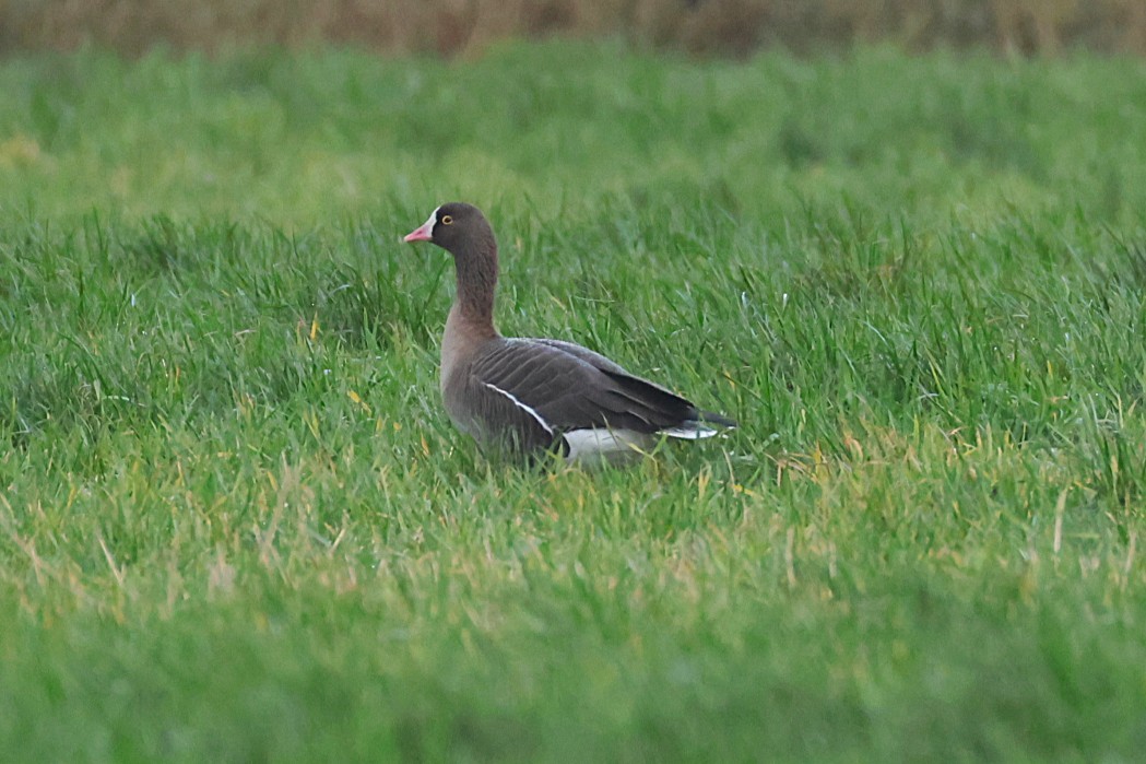 אווז קטן - ML646133298