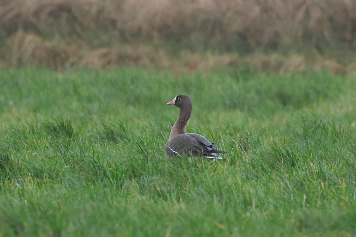 אווז קטן - ML646133299