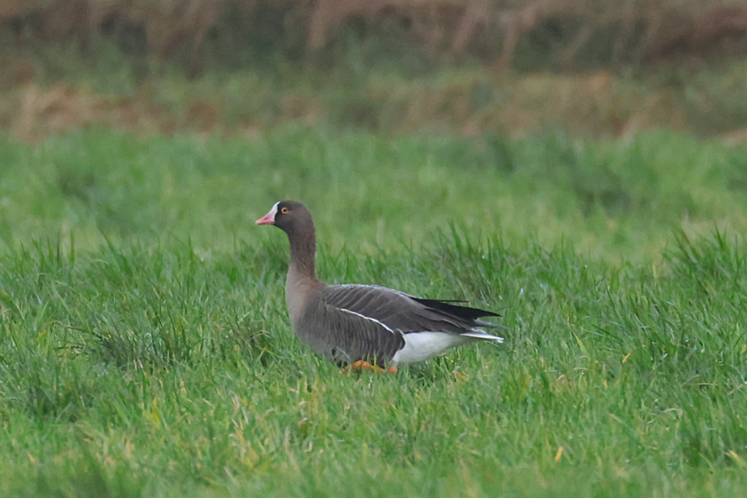 אווז קטן - ML646133300
