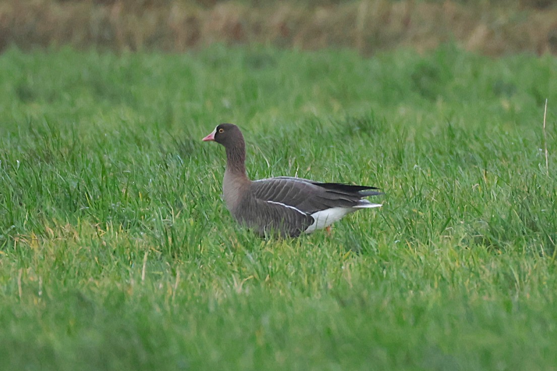 אווז קטן - ML646133301