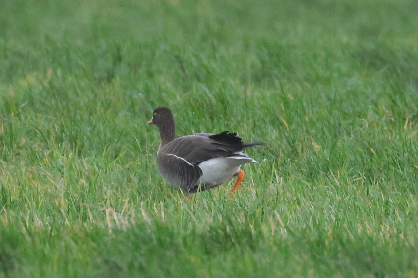 אווז קטן - ML646133302
