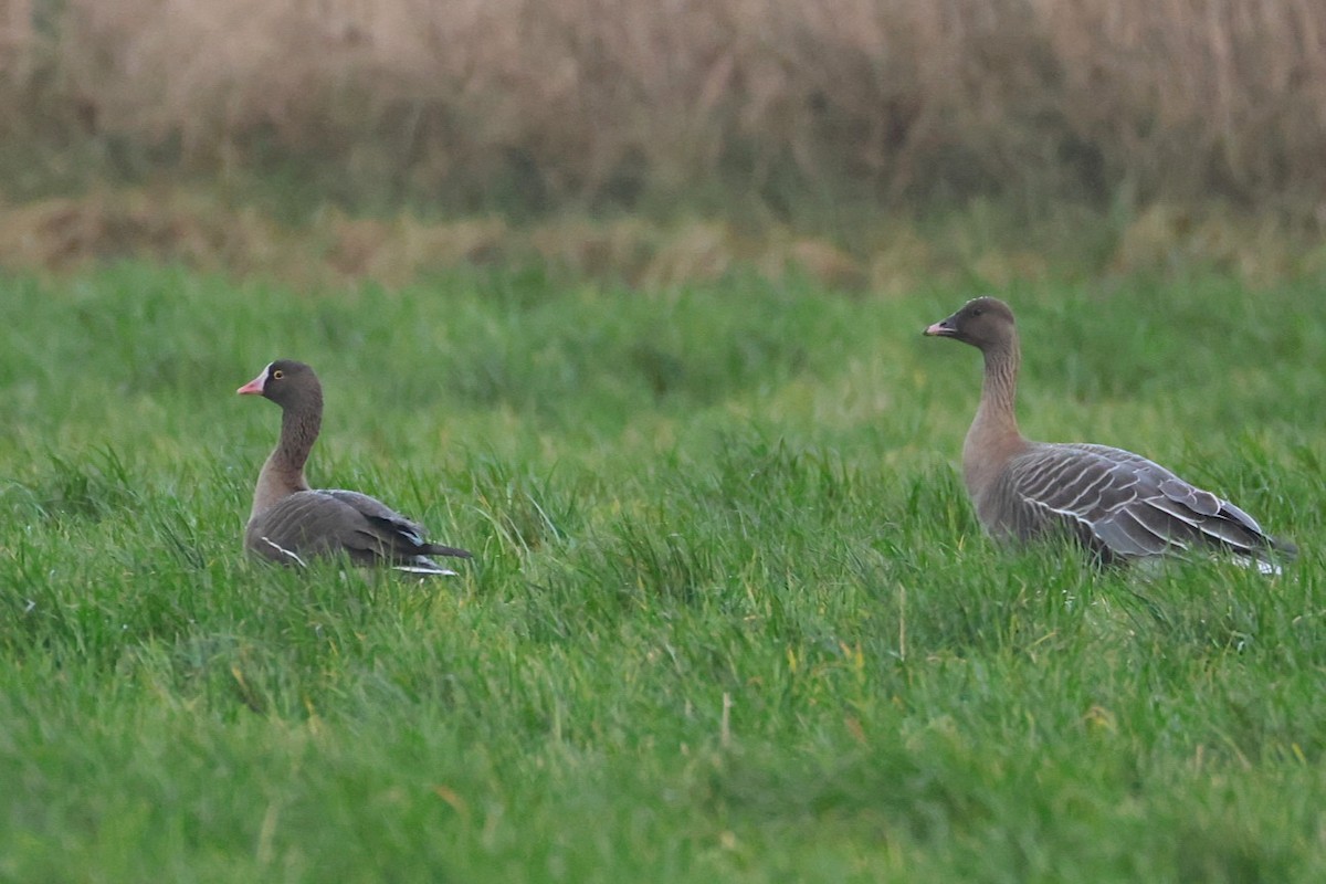 אווז קטן - ML646133303