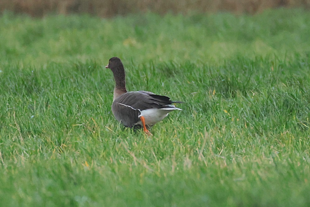 אווז קטן - ML646133304