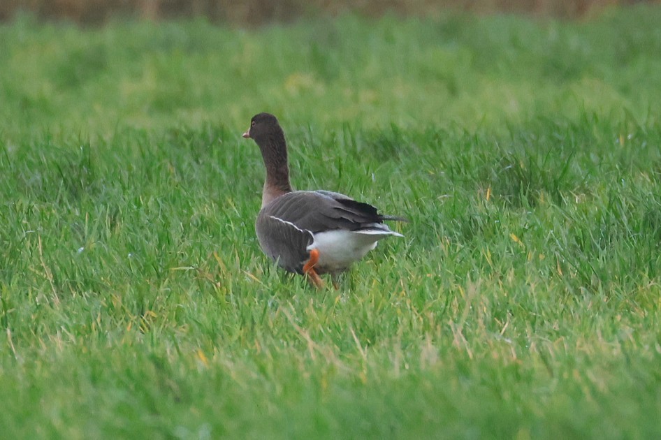 אווז קטן - ML646133305