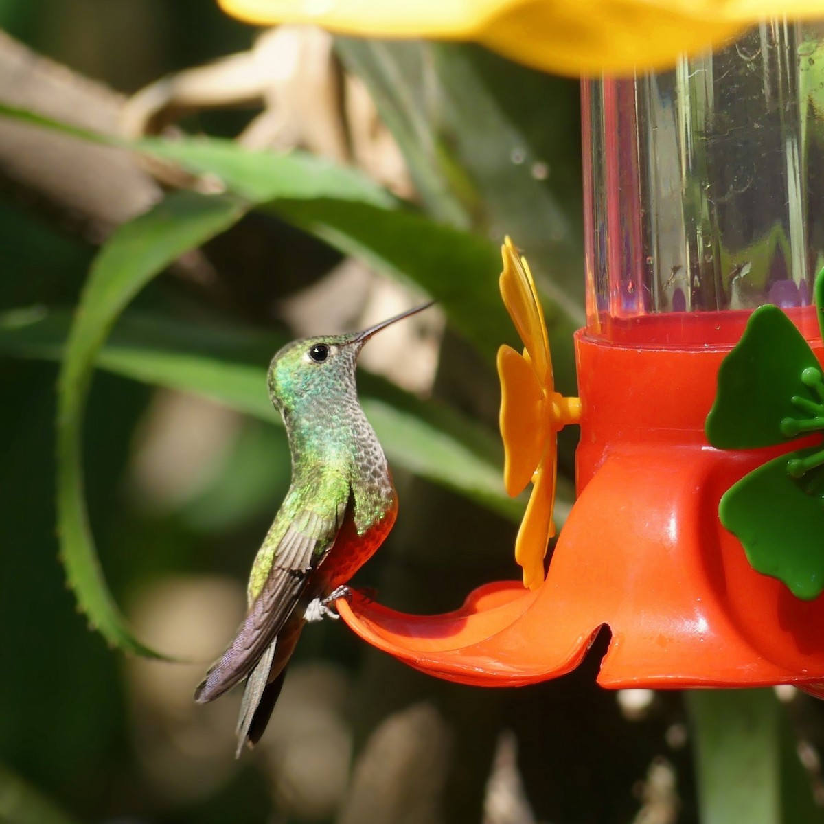 Versicolored Emerald - ML646133313