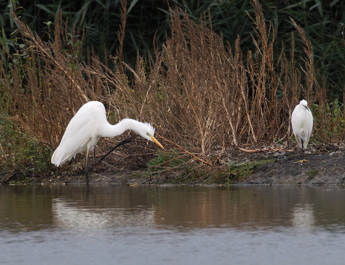 Little Egret - ML646133314