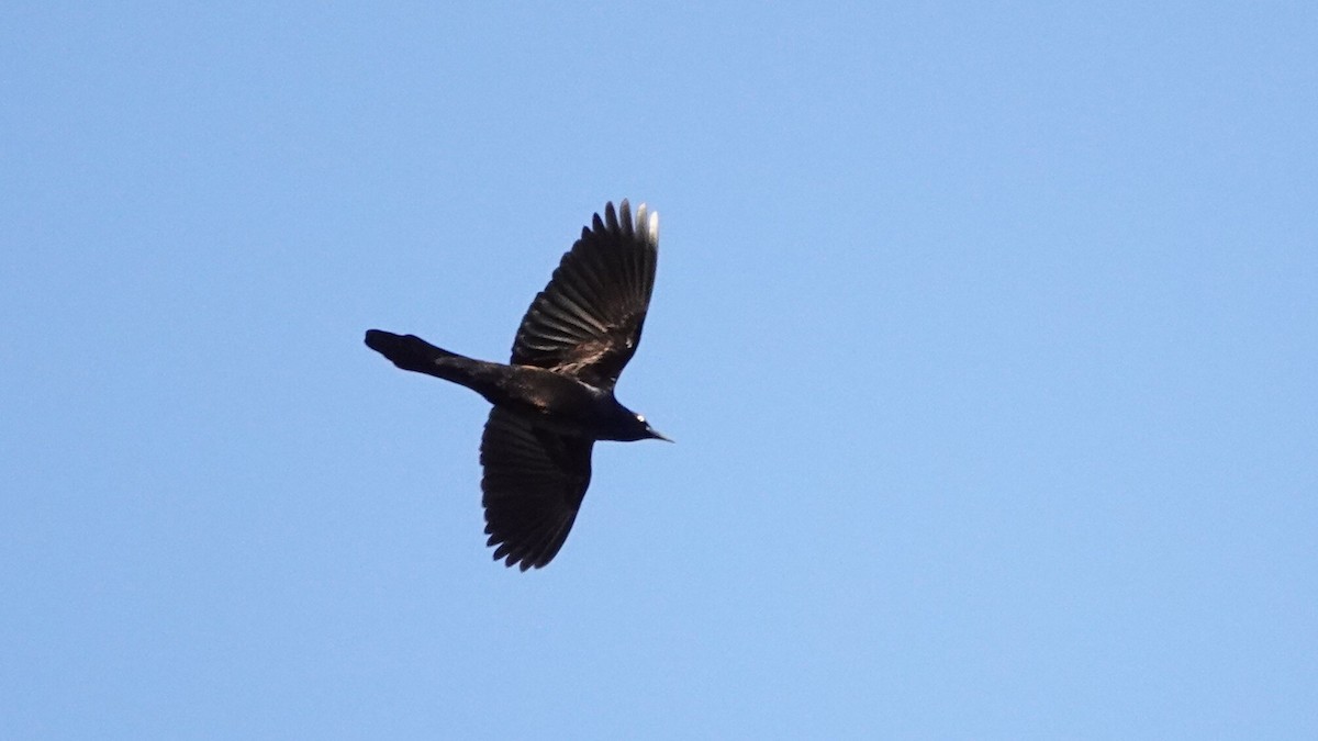 Zanate Común - ML646133315