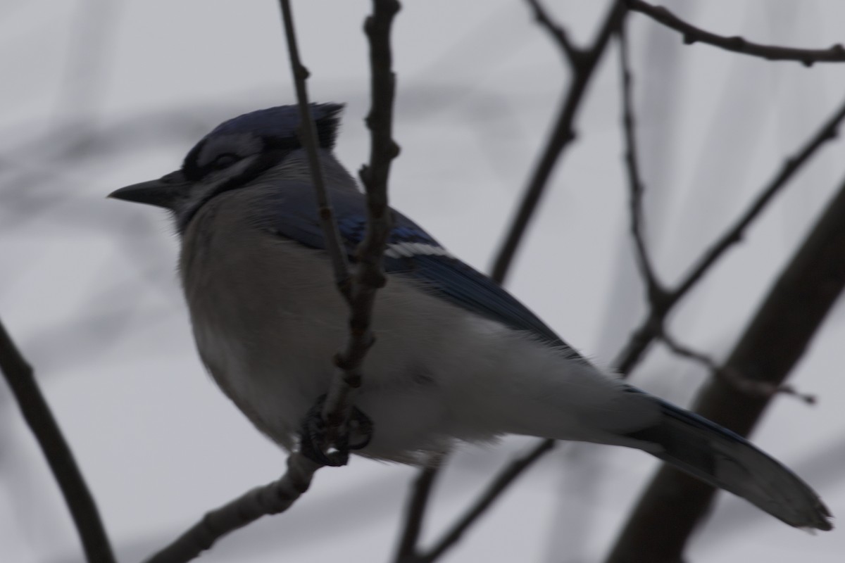 Blue Jay - ML646133316