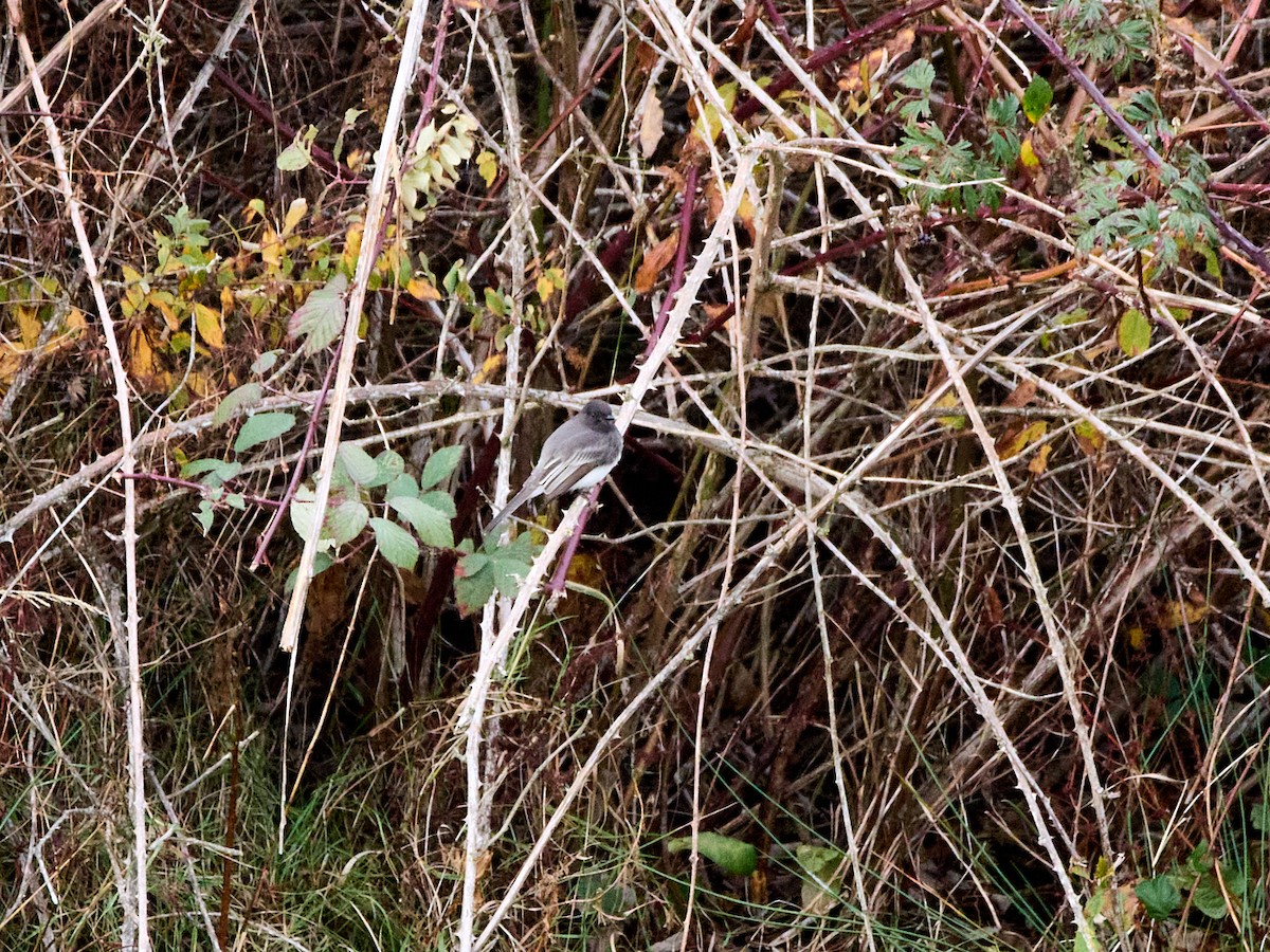 Black Phoebe - ML646133324