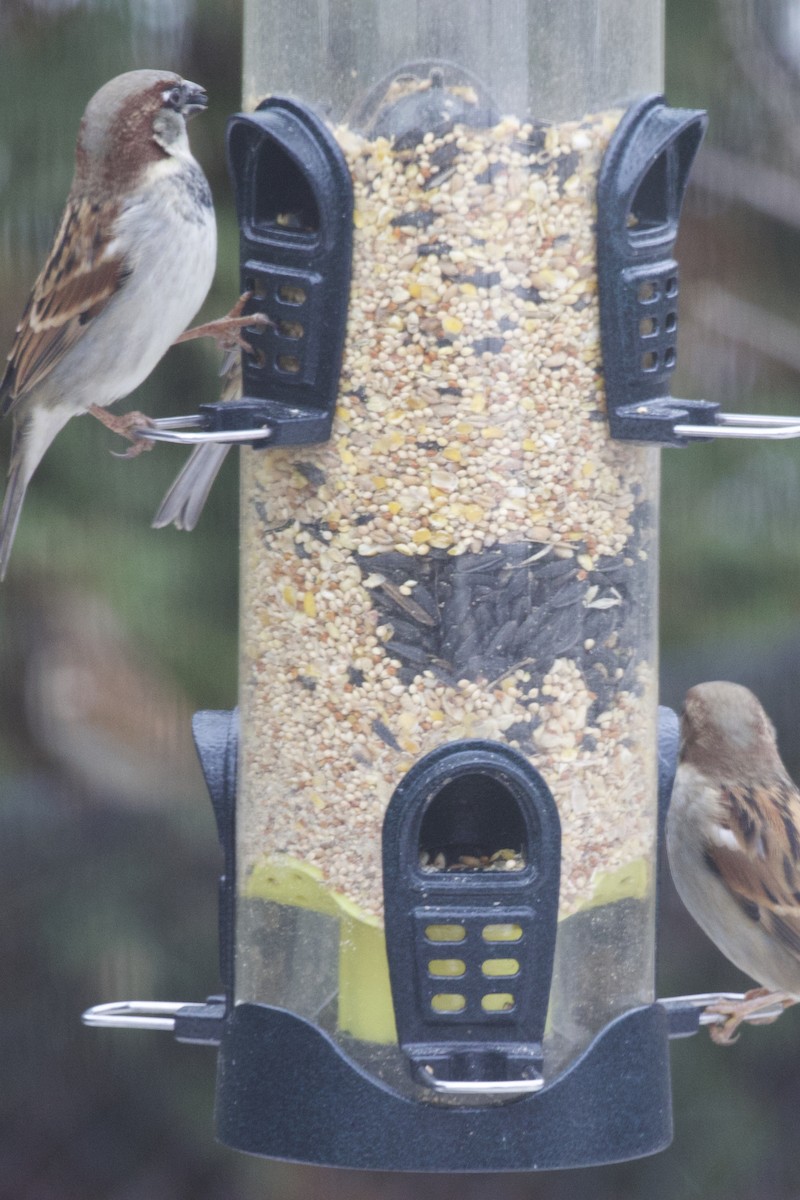 House Sparrow - ML646133325