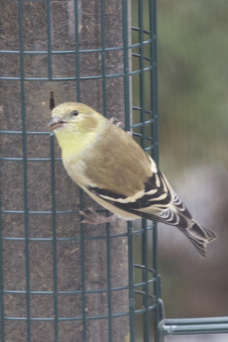 American Goldfinch - ML646133333