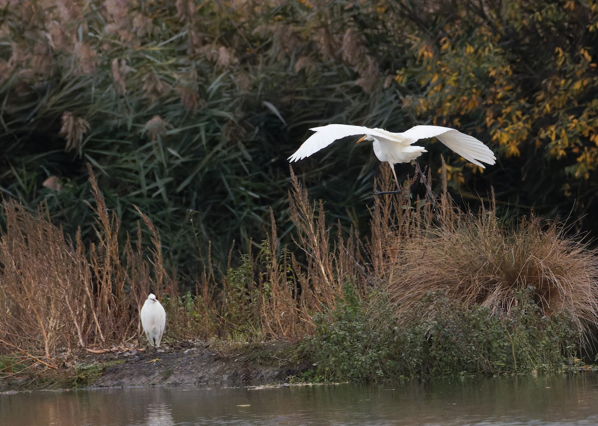 Great Egret - ML646133334