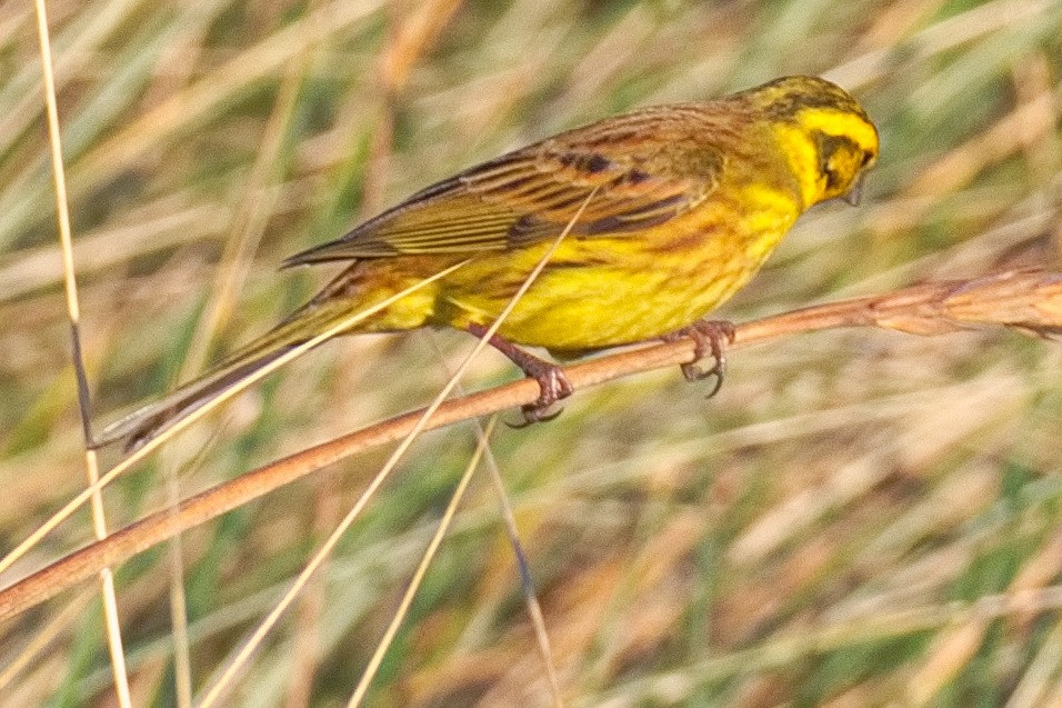 Yellowhammer - ML646133341