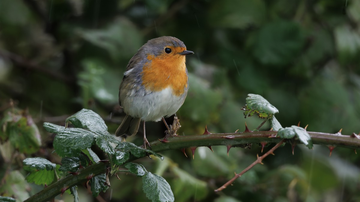 European Robin - ML646133343
