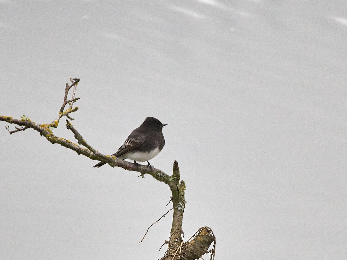 Black Phoebe - ML646133344