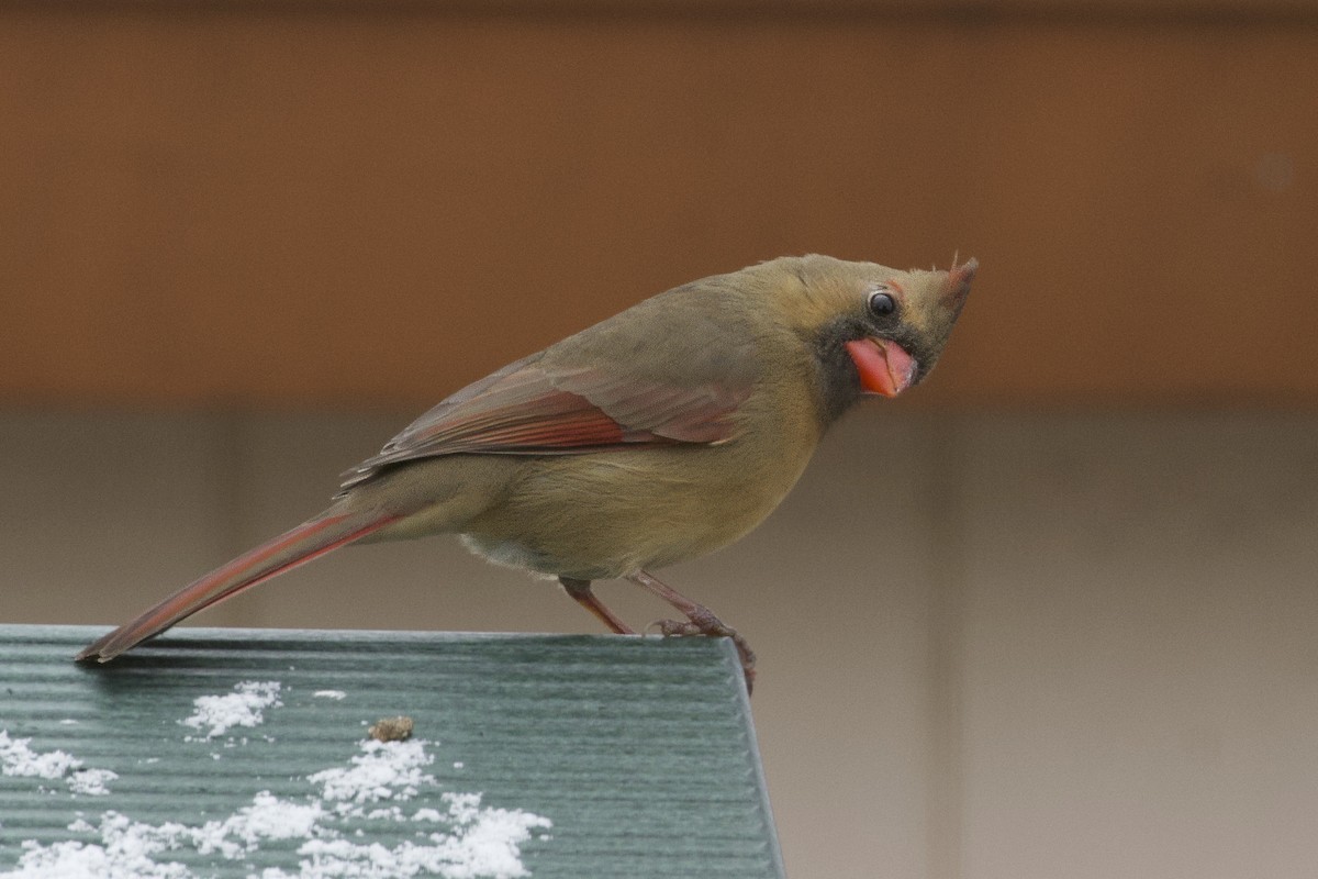 Northern Cardinal - ML646133345