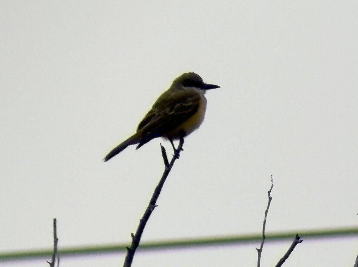 Tropical Kingbird - ML646133346