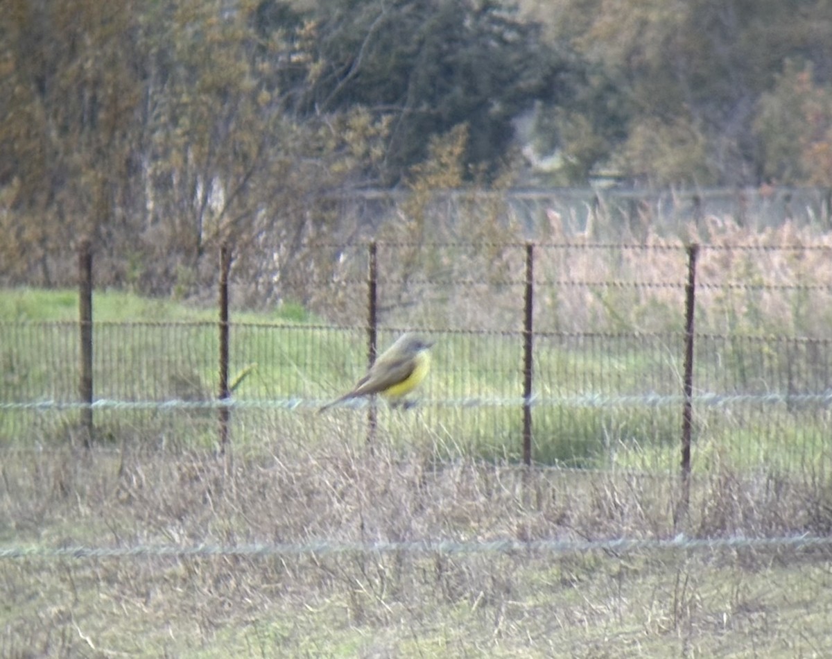 Tropical Kingbird - ML646133347