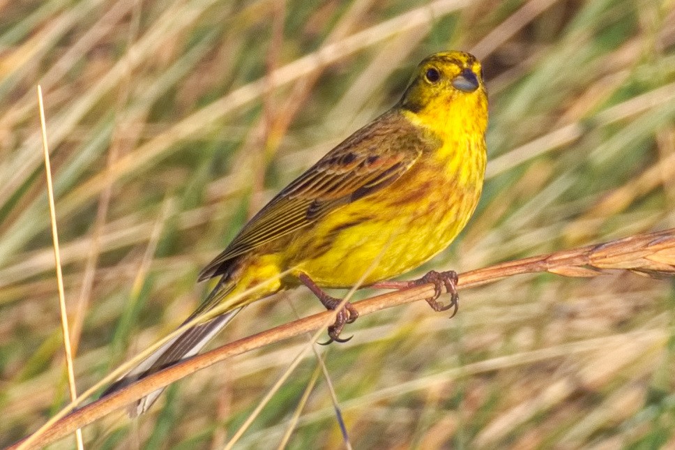 Yellowhammer - ML646133349
