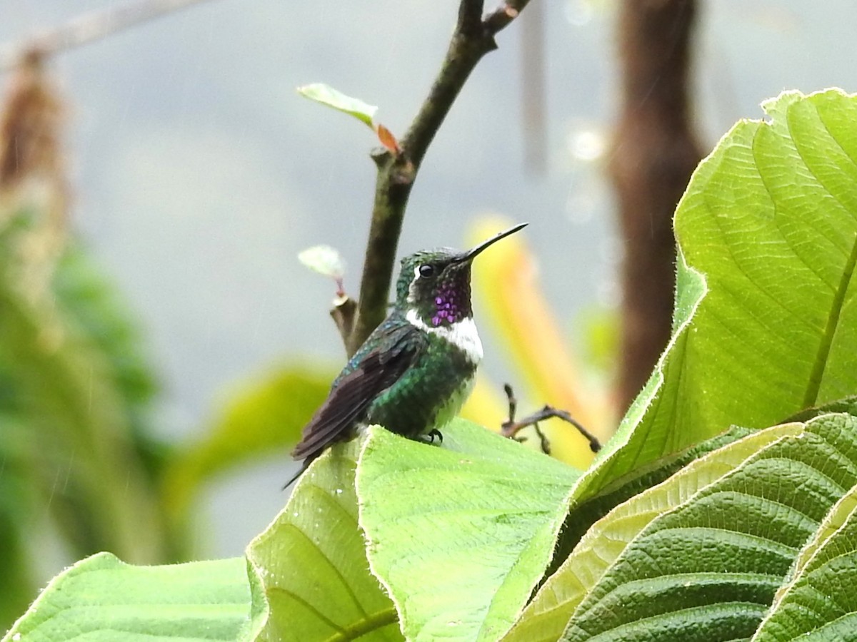 White-bellied Woodstar - ML646133352