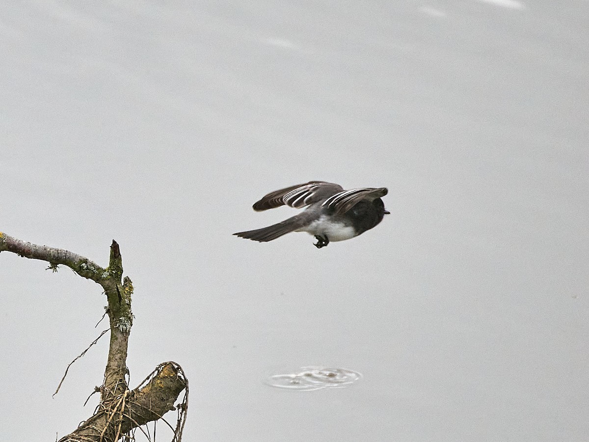 Black Phoebe - ML646133354