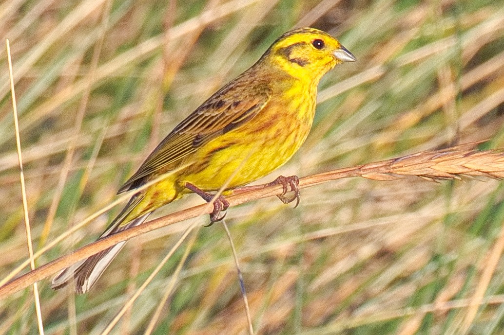 Yellowhammer - ML646133356
