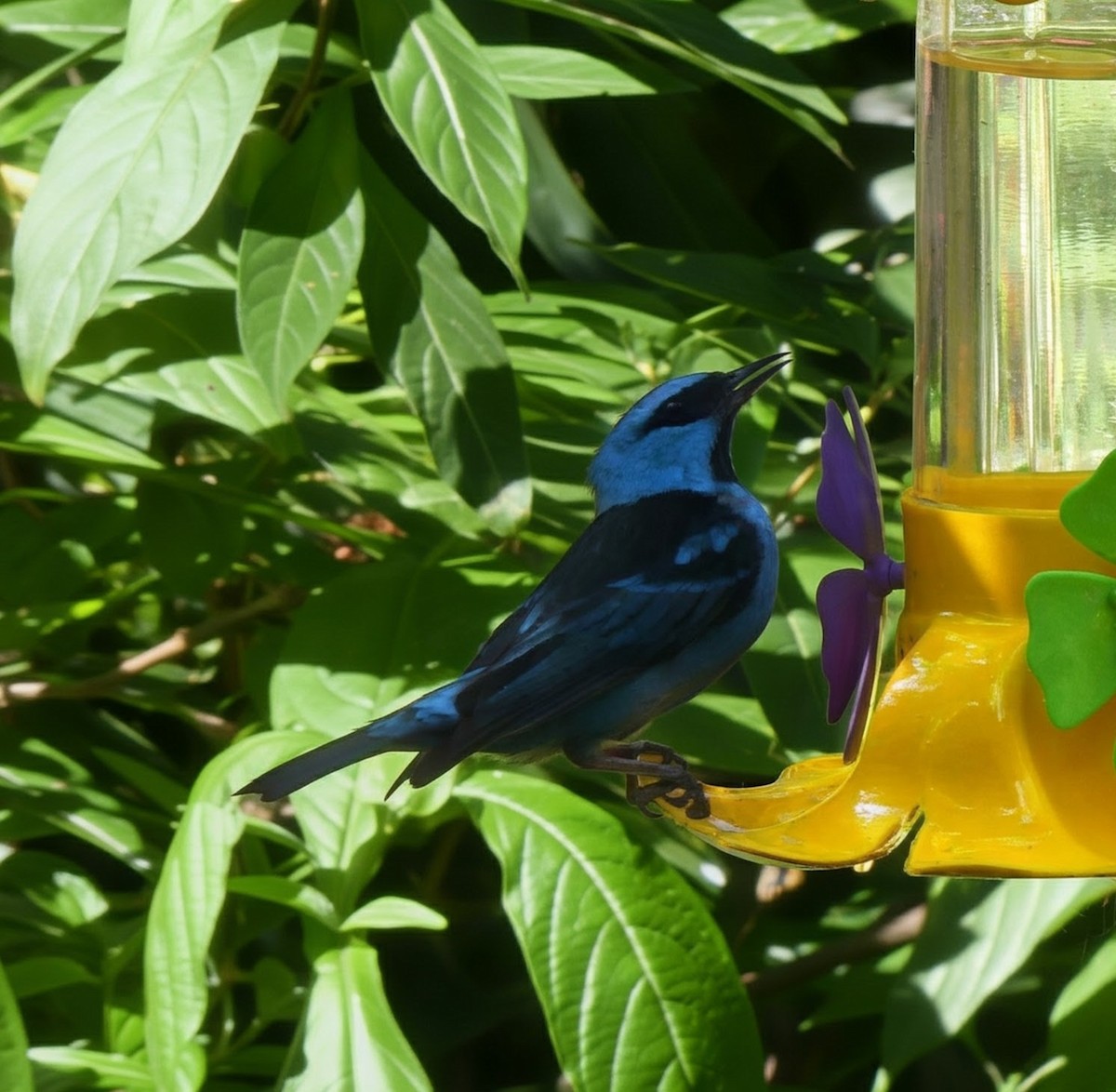 Blue Dacnis - ML646133358