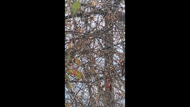 Townsend's Warbler - ML646133363