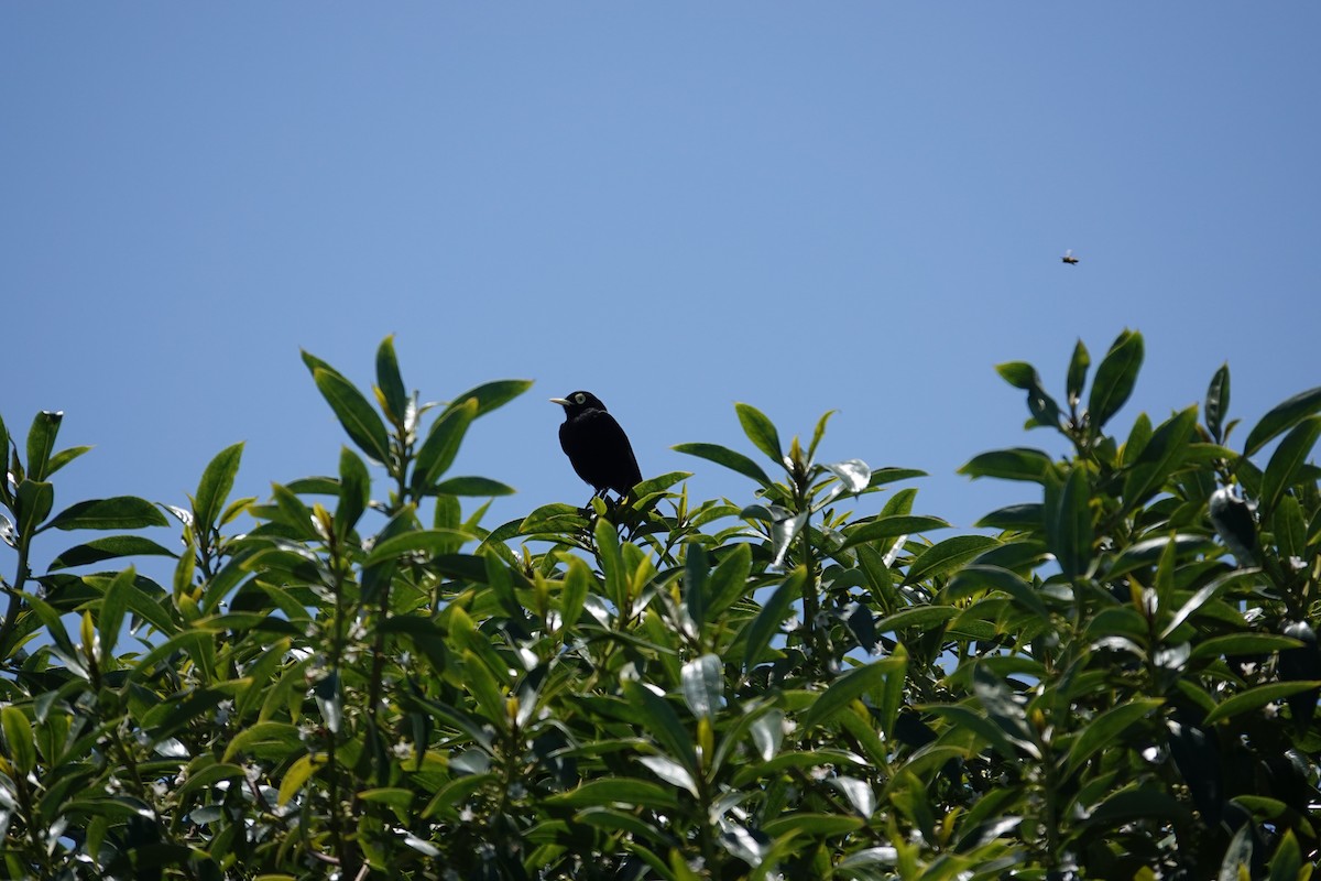 Spectacled Tyrant - ML646133364