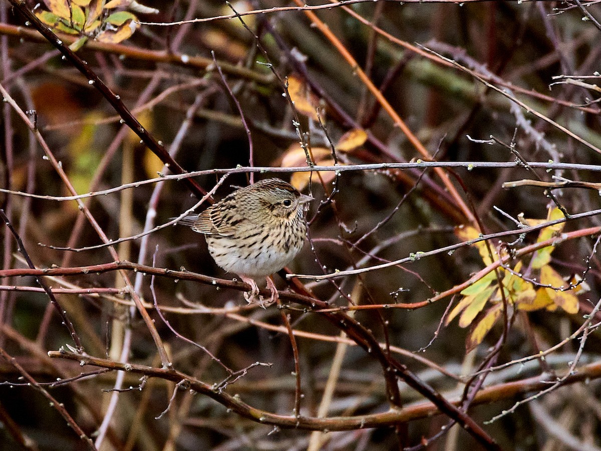 strnadec pruhohlavý - ML646133365