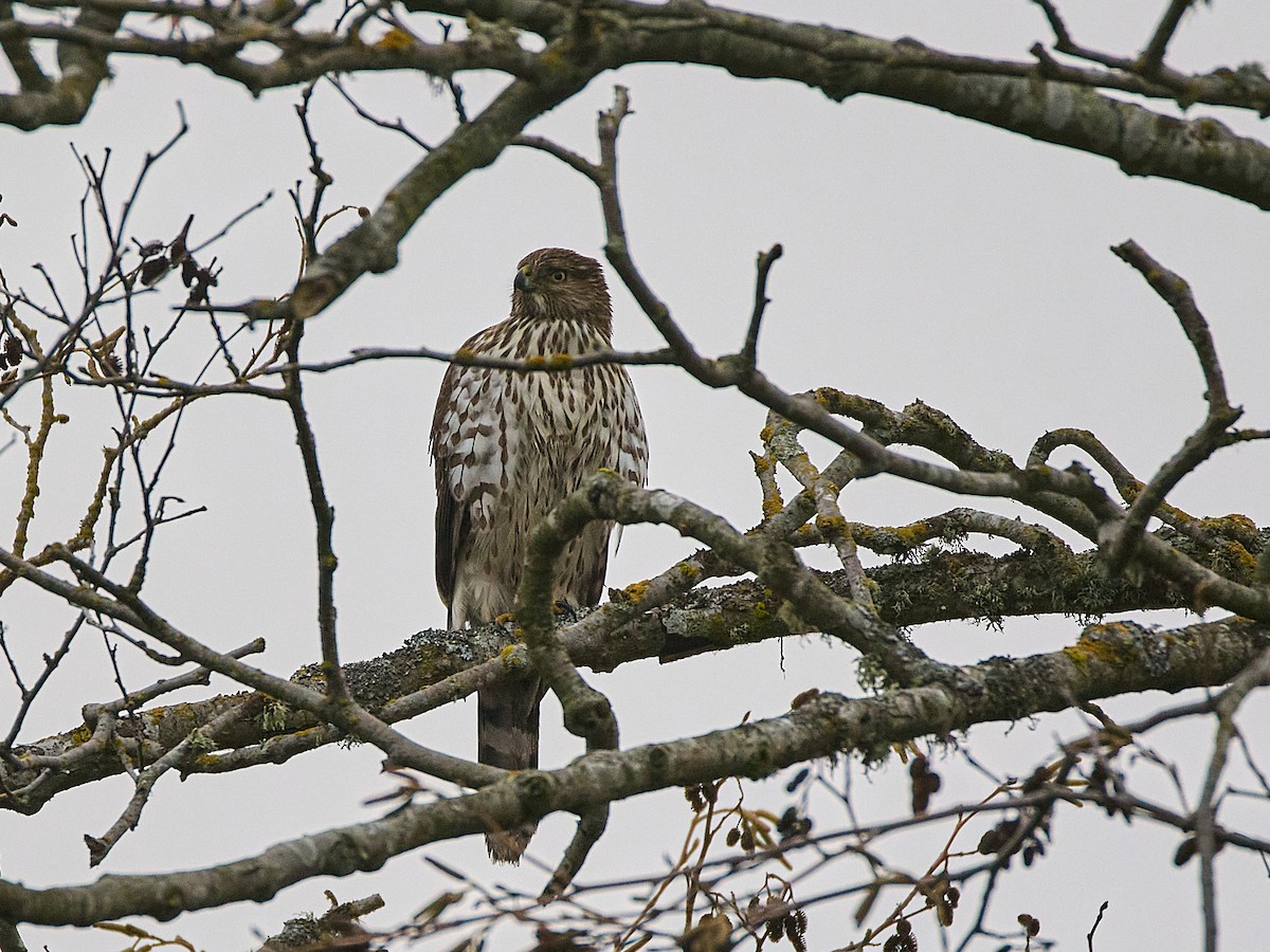 Cooper's Hawk - ML646133369