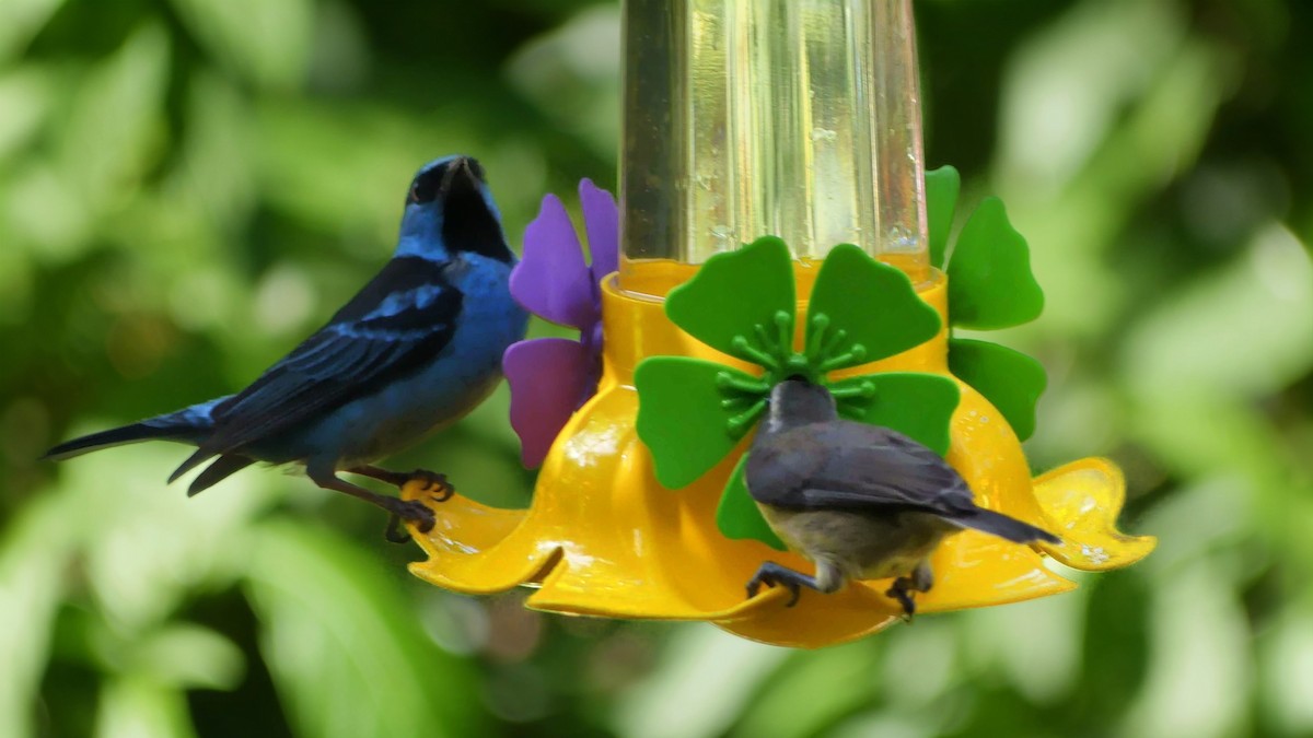 Blue Dacnis - ML646133370