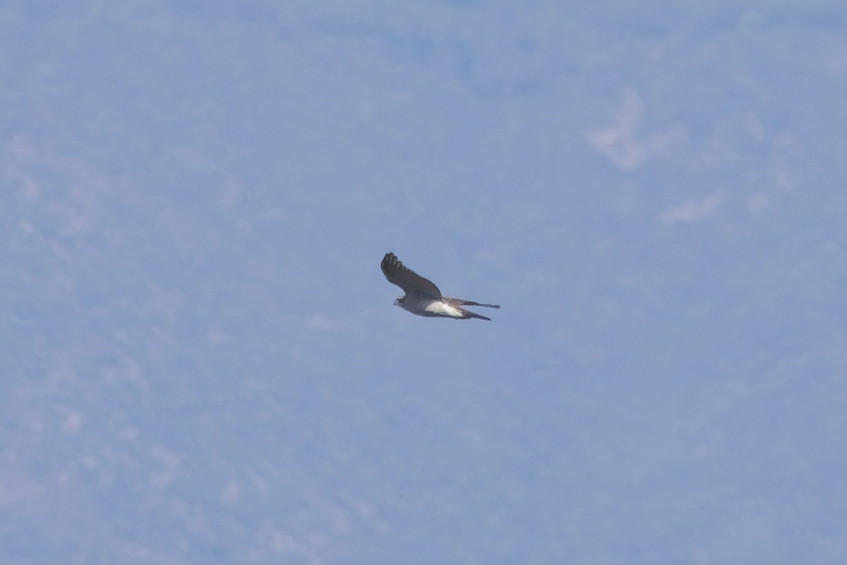 Eurasian Goshawk - ML646133371