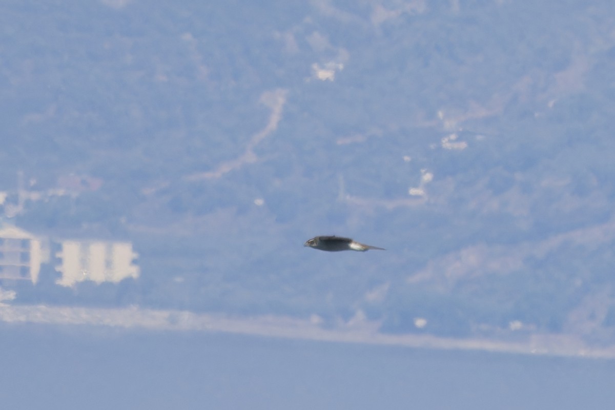 Eurasian Goshawk - ML646133372