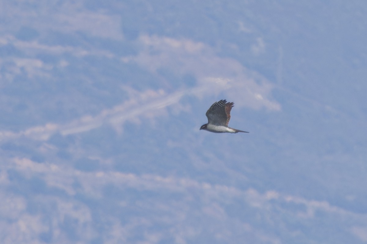 Eurasian Goshawk - ML646133373