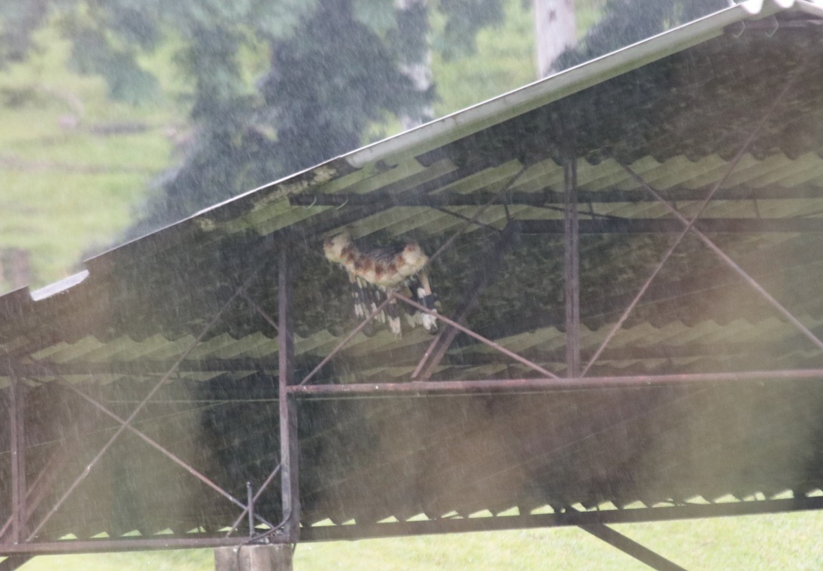 Guira Cuckoo - ML646133379