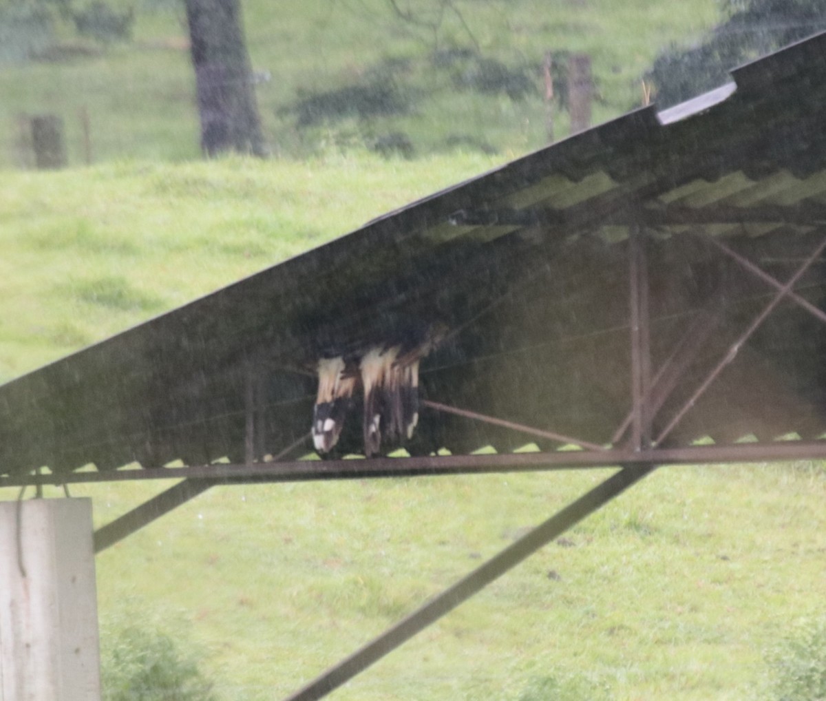 Guira Cuckoo - ML646133380