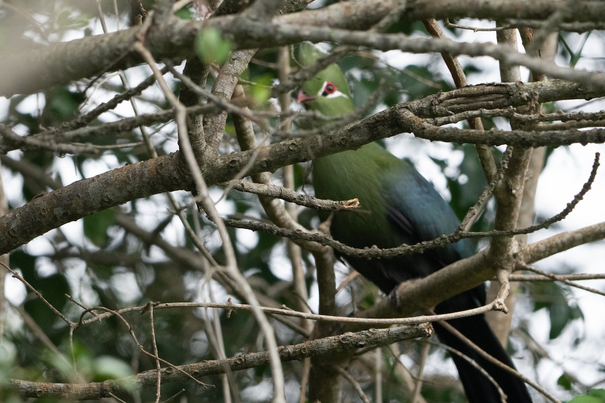 Knysna Turaco (Southern) - ML646133385