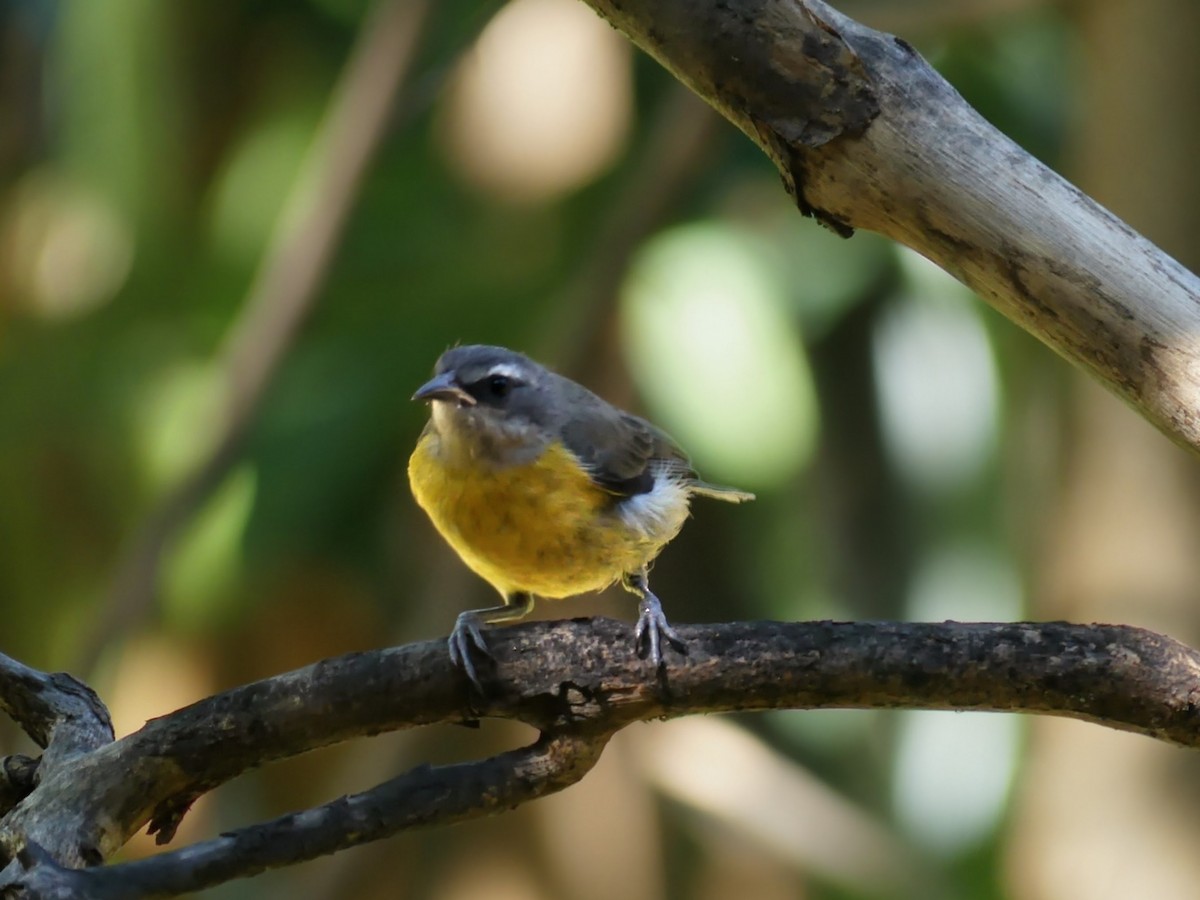 Bananaquit - ML646133388