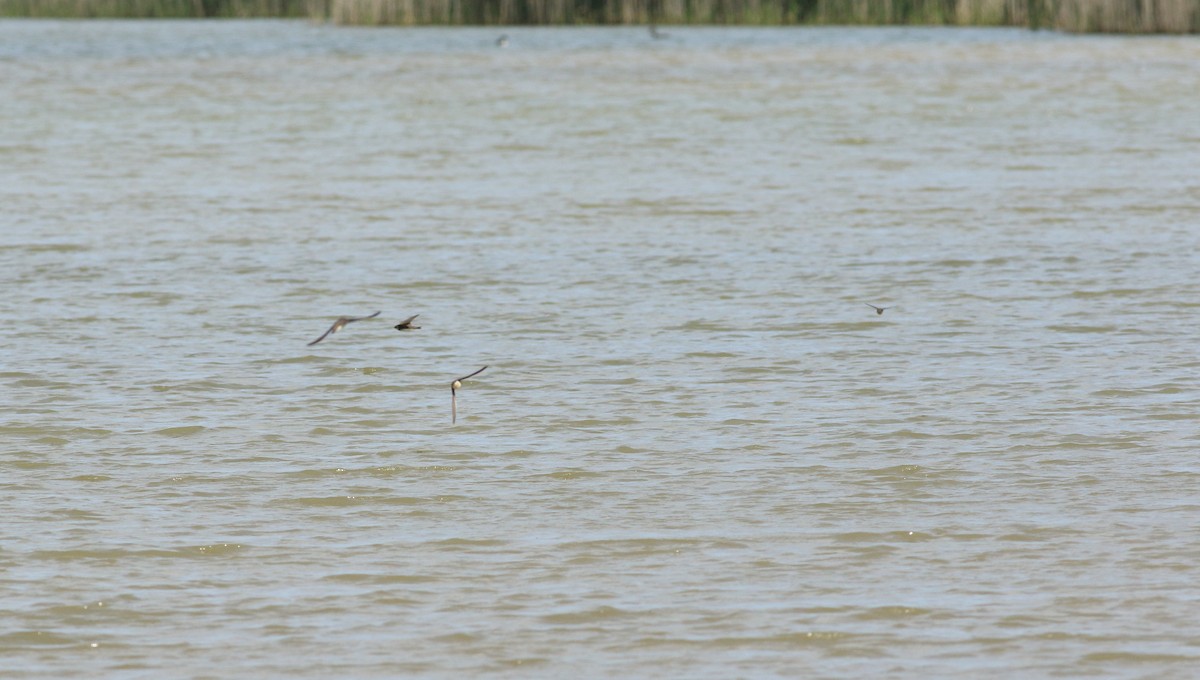 Bank Swallow - ML646133391