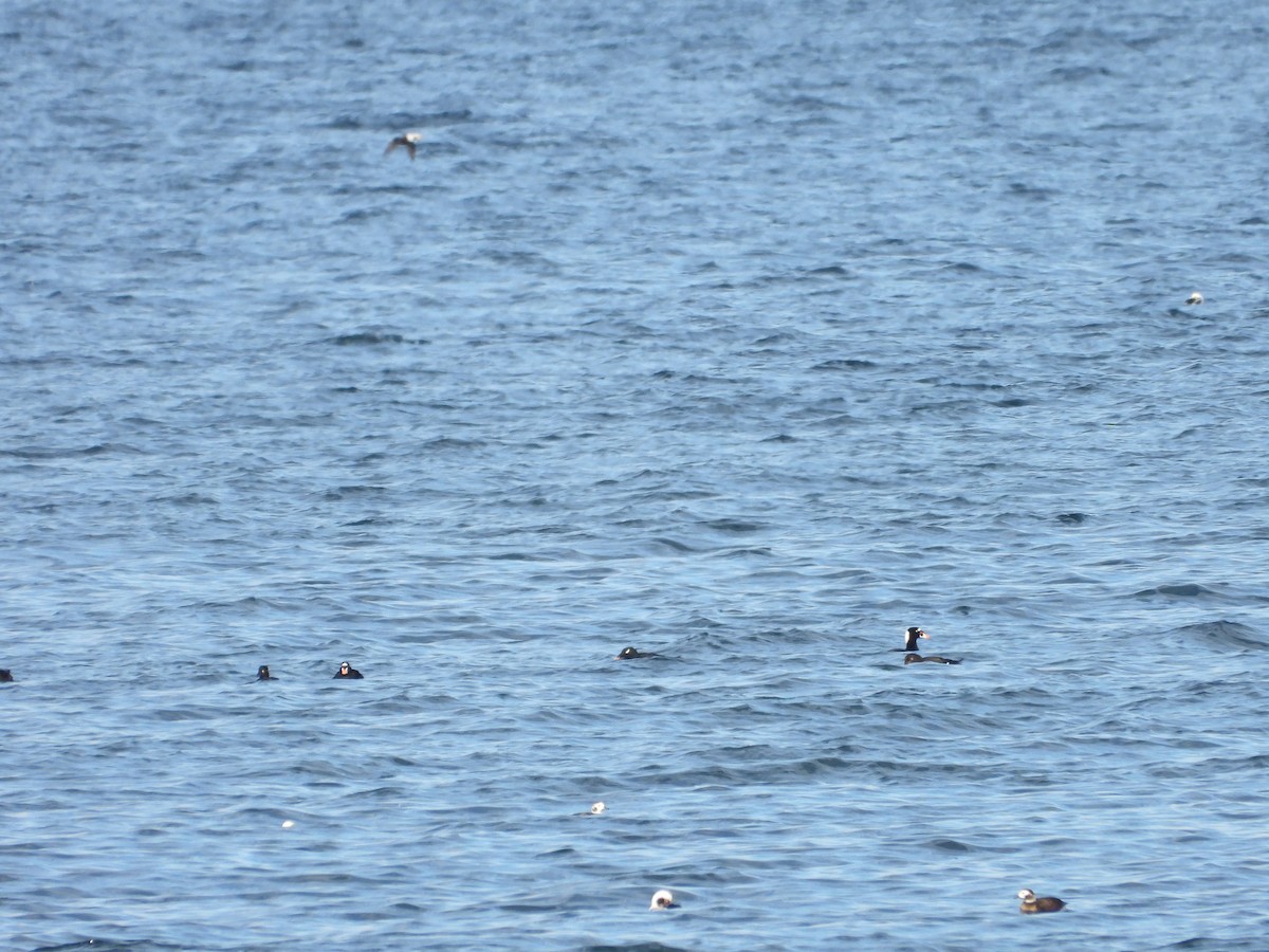 Surf Scoter - ML646133392