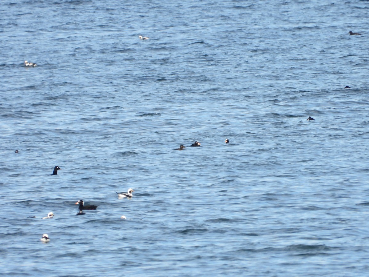 Surf Scoter - ML646133393