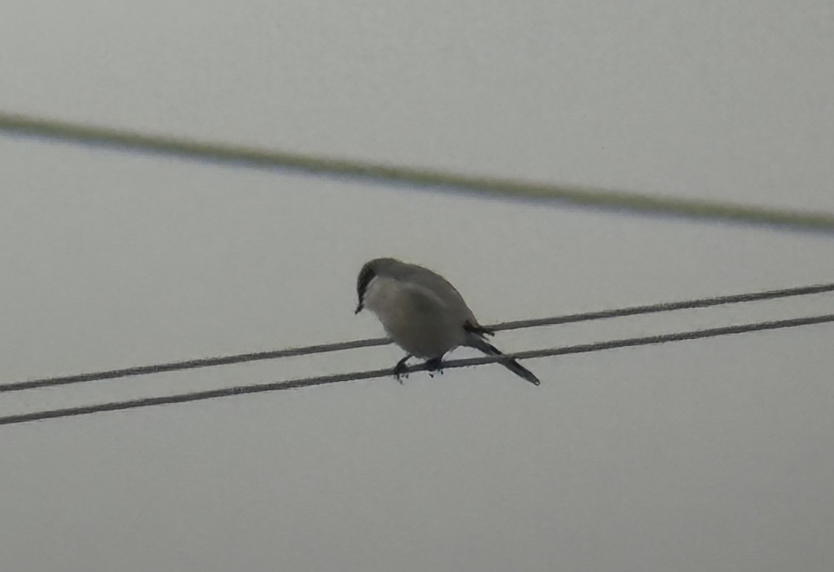 Loggerhead Shrike - ML646133396