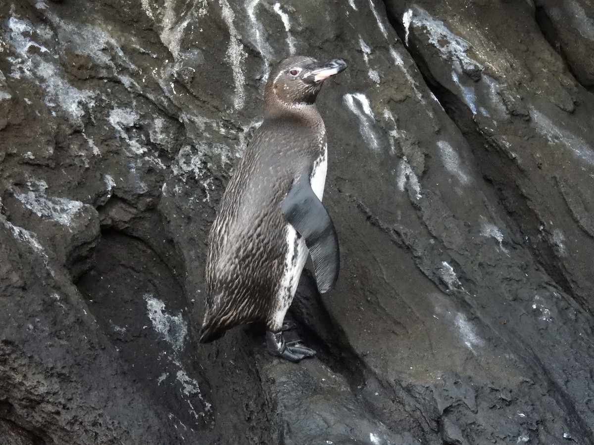 Galapagos Penguin - ML646133397