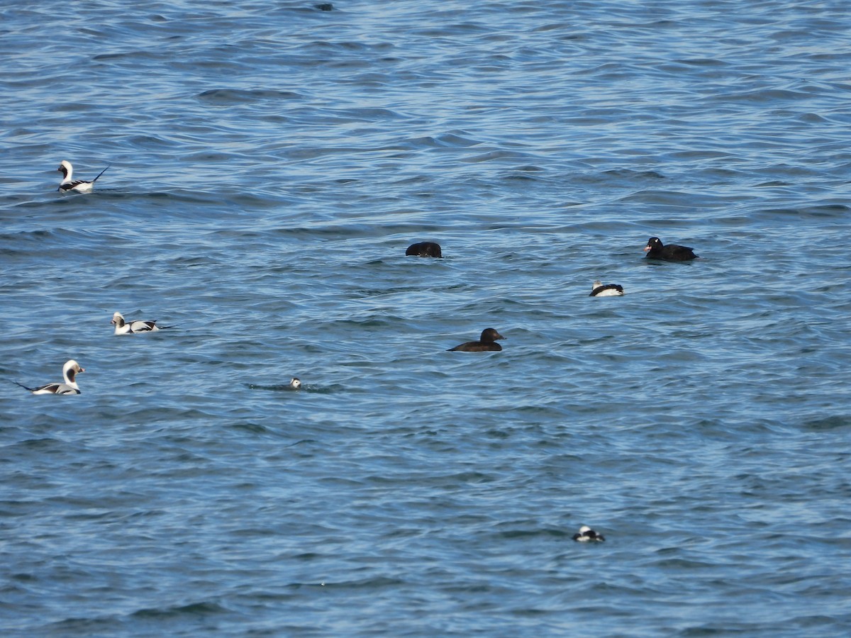 White-winged Scoter - ML646133398