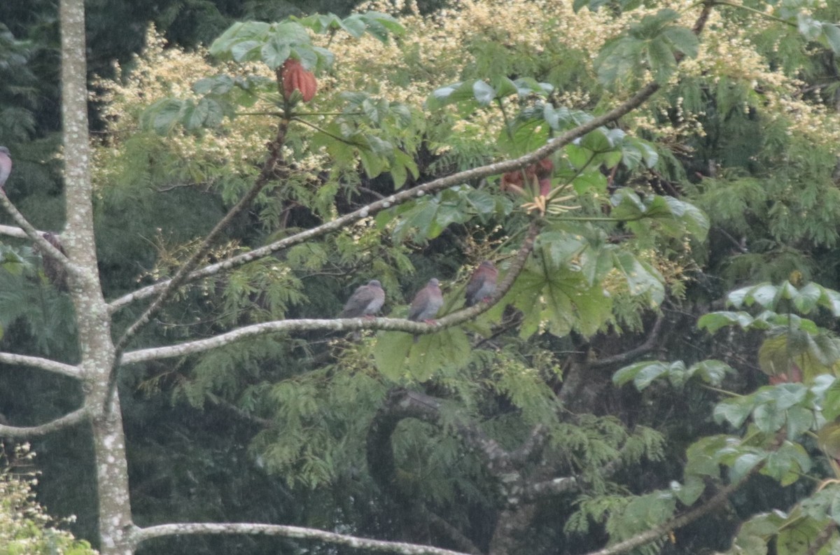 Рыжспинный голубь - ML646133400