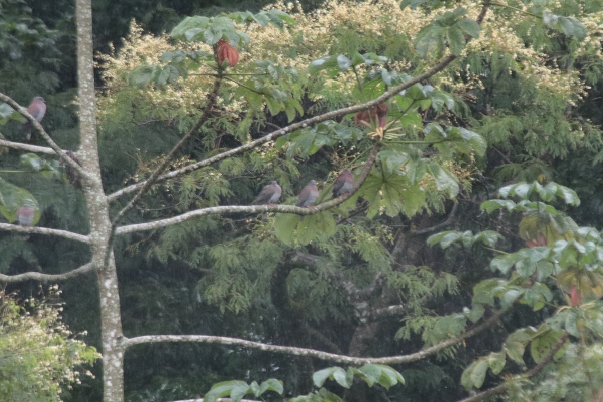 Рыжспинный голубь - ML646133401